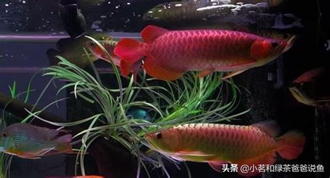 養龍魚|科學養龍魚：水質飼料及健康